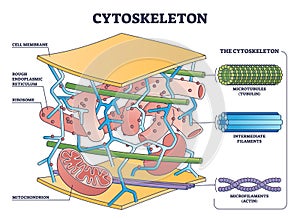 Cytoskeleton structure as complex protein filaments network outline diagram
