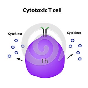 Cytotoxic cells. Cytokines. Cell immunity. Infographics. Vector illustration