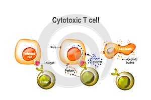 Cytotoxic T cell