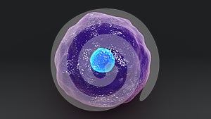 Cytotoxic T Cell