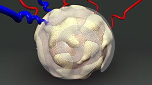 Cytotrophoblastic Shell