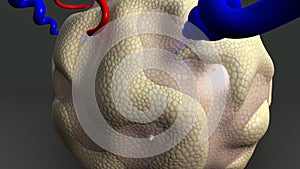 Cytotrophoblastic Shell