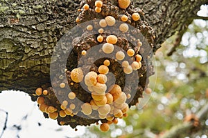 Cyttaria darwinii is a spongy, orange colorred and edable mushroom.