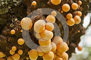 Cyttaria darwinii is a spongy orange colorred and edable mushroom growing on trees in the southern hemisphere.