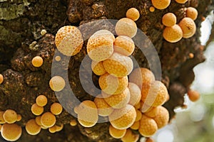 Cyttaria darwinii is a spongy orange colorred and edable mushroom growing on trees in the southern hemisphere