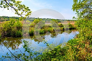 Czarna River nature reserve and protection area with mixed European forest thicket and grassy wild shores near