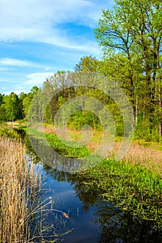 Czarna River nature reserve and protection area with mixed European forest thicket and grassy wild shores near