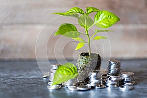 Czech economy - finance and banking - green plant seedling as a symbol of profit