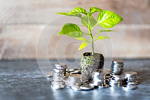 Czech economy - finance and banking - green plant seedling as a symbol of profit