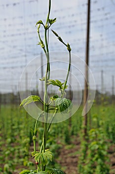 Czech hop in May