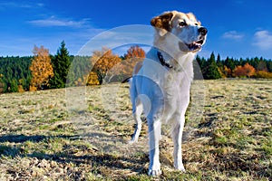 Czech Mountain Dog