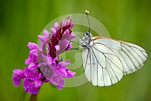 Czech Orchid, Dactylorhiza bohemica, pink orchid and white butterfly, flowering European terrestrial wild orchid, nature habitat,