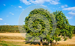 Czech Republic - Moravia - Vohancice fields 5