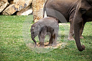 Czech Republic. Prague. Prague Zoo. Little baby elephant. June 12, 2016