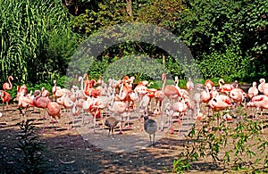 Czech Republic. Prague. Zoo. Pink flamingos at the zoo. Flock of Pink Caribbean flamingos in a clearing in the garden