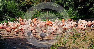 Czech Republic. Prague. Zoo. Pink flamingos at the zoo. Flock of Pink Caribbean flamingos in a clearing in the garden