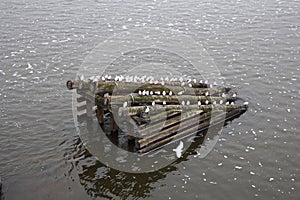Czech Republic: Seagulls sit on a wooden breakwater