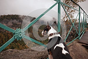 Czech Switzerland Bohemian Switzerland or Ceske Svycarsko National Park. Puppy dog is sightseeing misty landscape