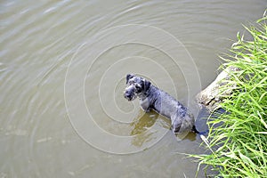 Czech terier in the water