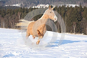 Czech Warmblood, 10 Years Old Mare