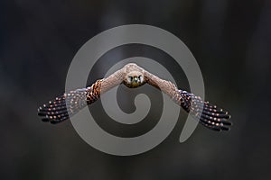 Czech wildlife. Kestrel flight on the tree branch with fungi. Falco tinnunculus, little bird of prey in the nature habitat, Czech