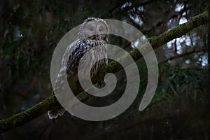 Czech wildlife. Owl in the spruce tree forest habitat, Sumava NP, Czech Republic. Ural Owl, Strix uralensis, sitting on tree