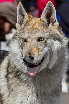 Czech Wolfdog