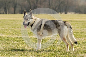 A Czech Wolfhound plays outside in the meadow