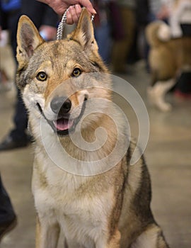 Czechoslovak wolf dog