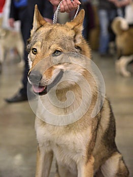 Czechoslovak wolf dog