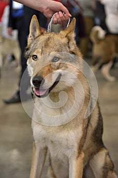 Czechoslovak wolf dog