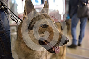 Czechoslovak wolf dog