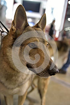 Czechoslovak wolf dog