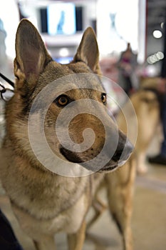 Czechoslovak wolf dog