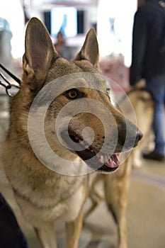Czechoslovak wolf dog