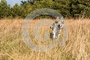 Czechoslovak wolfdog in autumn forrest