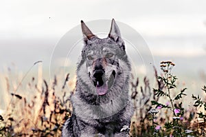 Czechoslovak Wolfdog in the field