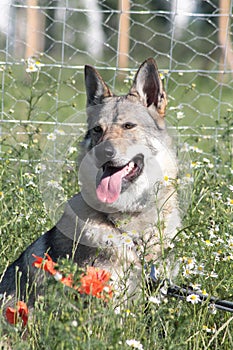 Czechoslovak wolfdog with the  flowers