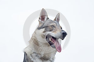 Czechoslovak wolfdog isolated on white background. Pet animals