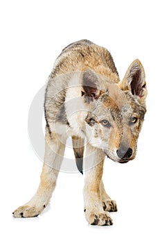 Czechoslovak wolfdog puppy