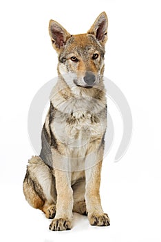 Czechoslovak wolfdog puppy