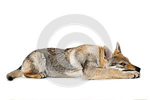 Czechoslovak wolfdog puppy