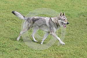 Czechoslovak wolfdog is running on a green grass in the summer park. Pet animals.