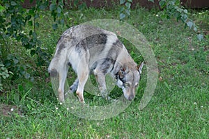 Czechoslovak wolfdog is sniffing out traces on a green grass. Pet animals.