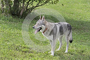 Czechoslovak wolfdog is standing on a green grass in the summer park. Pet animals.