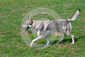 Czechoslovak wolfdog is walking on a green meadow. Pet animals