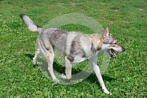 Czechoslovak wolfdog is walking on a green meadow. Pet animals.