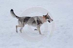 Czechoslovak wolfdog is walking on a white snow in the winter park. Pet animals