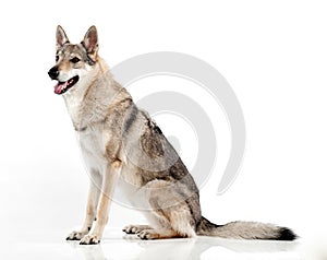 Czechoslovakian hybrid wolf dog