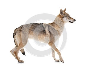 Czechoslovakian wolf dog